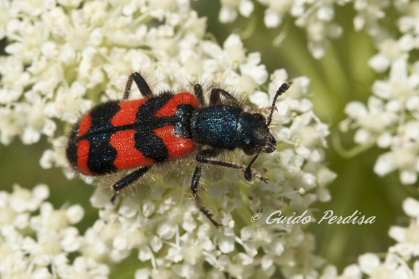 ID Cleridae Trichodes alvearius ??